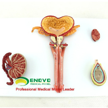 SELL 12471 Human Male Reproductive System Anatomical Model